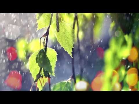 Música relajante con sonidos naturales - Sonidos de bosque y sonidos de lluvia Música relajante