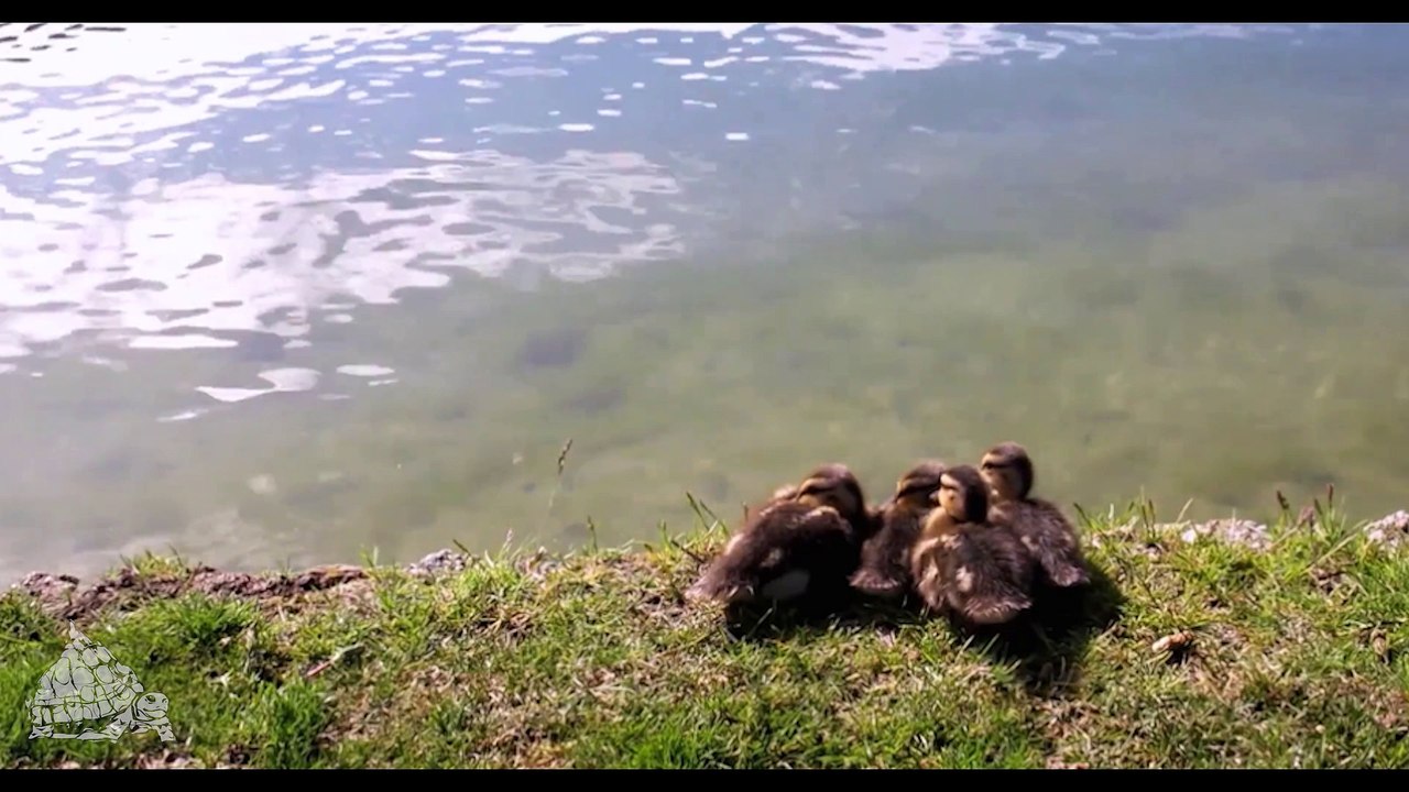 Tortus Mtn - Ducklings Crossing the River for Hemp