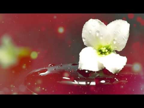 Zen Music - Alivio de estrés, Música de paz interior, Música relajante, Meditación Relax Music