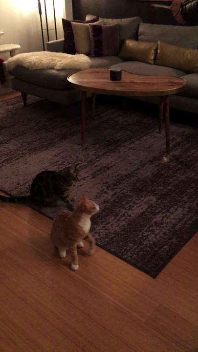 Claire playing with ashiks cats