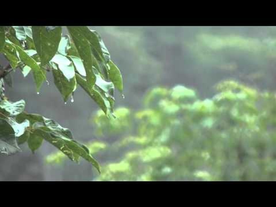 Lluvia suave música: Curación sonidos ambientales, Sueño Profundo música de meditación ♫♫♫