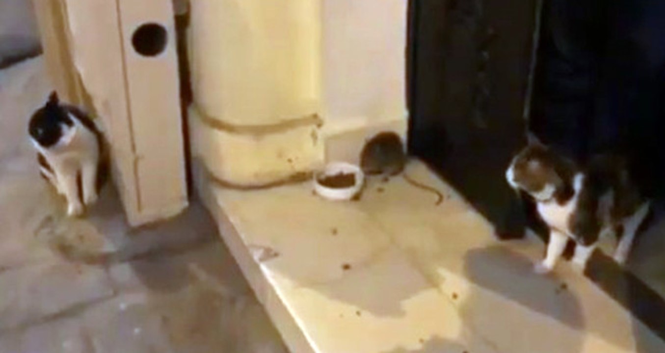 Cihangir'de Kediye Kafa Tutan Farenin Videosu Tık Rekoru Kırdı