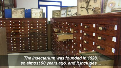 Algiers' insectarium: a precious tool to fight insect invaders