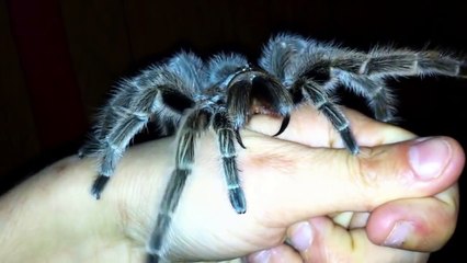 Les crochets de cette tarentule sont énormes