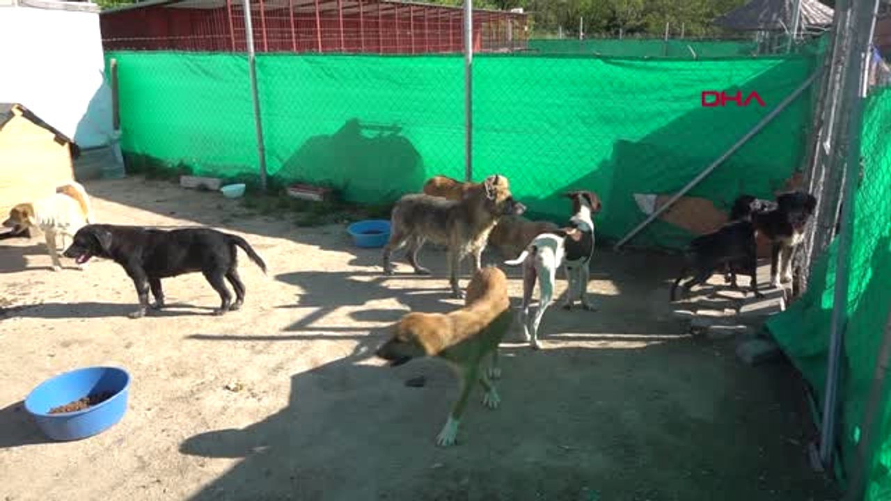 Edirne-İpsala'daki Köpekler 'Can Evi'ne Nakledildi -Hd