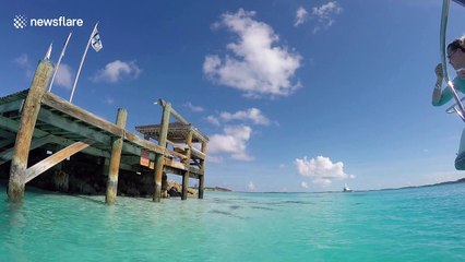 Watch a shark take a bite of a GoPro in the Bahamas