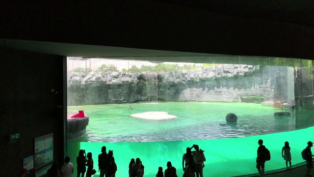 Urso polar Inuka é sacrificado