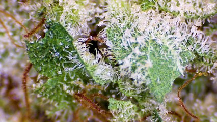 Strain Review: Tangerine Kush - ELEV8 Presents