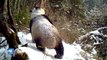 Pandas gigantes salvajes pasean en la nieve al norte de China
