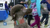 Perros de familia se unen a exhibición de mascotas en Vancouver