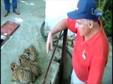 Logran adaptarse cuatro tigres de Bengala en zoológico mexicano