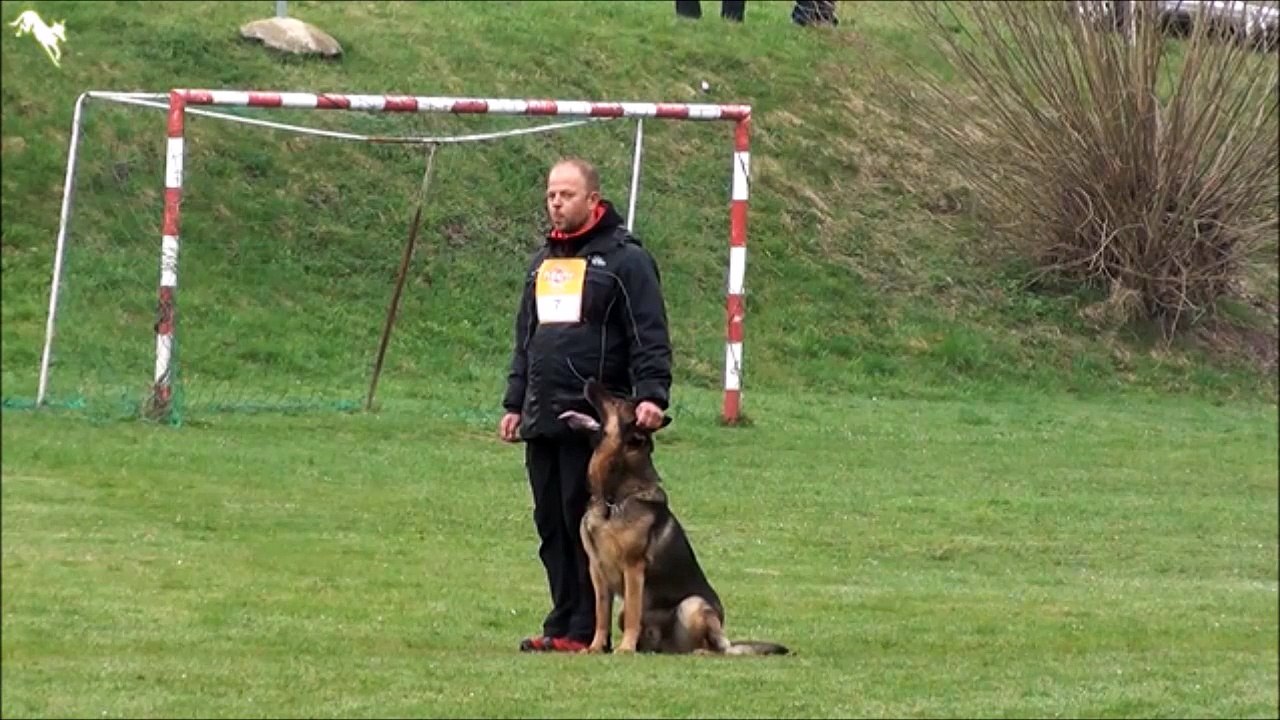 Ce qu'il va faire avec son chien est incroyable... Dressage parfait