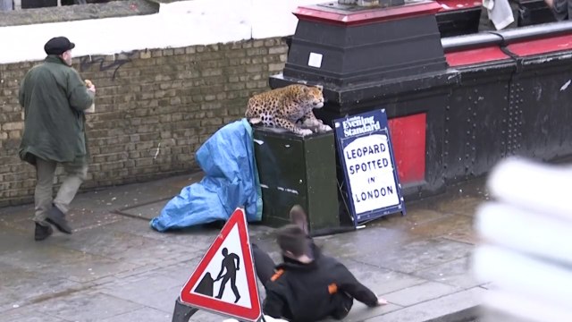 LEOPARD PRANK! CAMDEN TOWN!Funny Videos!Comedy videos!snow leopard!amur leopard!funny jokes!Prank Mania!