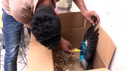 Köpeğin ağzındaki karga kurtarıldı