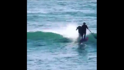 Un homme en paddle board mis KO par un dauphin