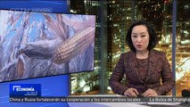 Aumentan pronósticos de importaciones de maíz en China por antidumping de sorgo de EE. UU.