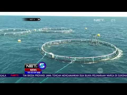 Jokowi Dan Susi Resmikan Proyek Keramba Di Pangandaran -NET5