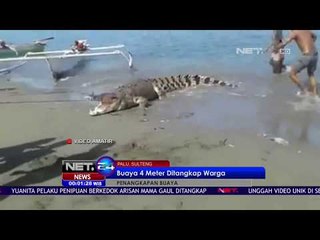 Download Video: Buaya Sepanjang 4 Meter Berhasil Ditangkap Warga -NET24