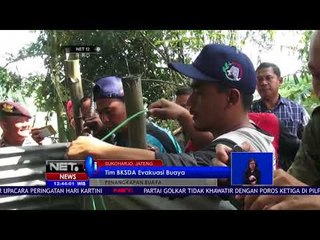 Buaya 4 Meter Ditangkap Warga -NET12