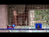 Pelepasliaran 3 Orangutan Di Kalimantan Barat -NET12