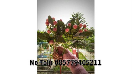 TERMURAHH !!! 0857.7940.5211, Grosir manset tangan pendek Jakarta