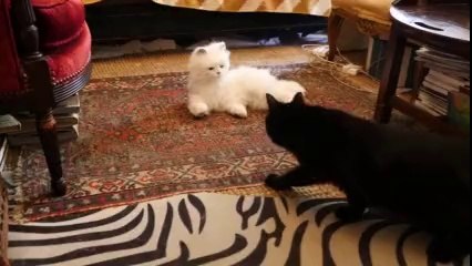 Cats Encounter a Robot Cat For The First Time Funny Video