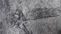 Hallan fósiles de pez y mosca de 60 y 90 millones de años en México