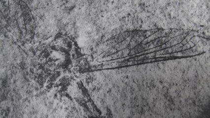 Hallan fósiles de pez y mosca de 60 y 90 millones de años en México