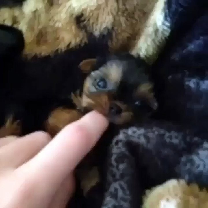 Y’all can’t tell me this ain’t the cutest puppy you’ve ever seen