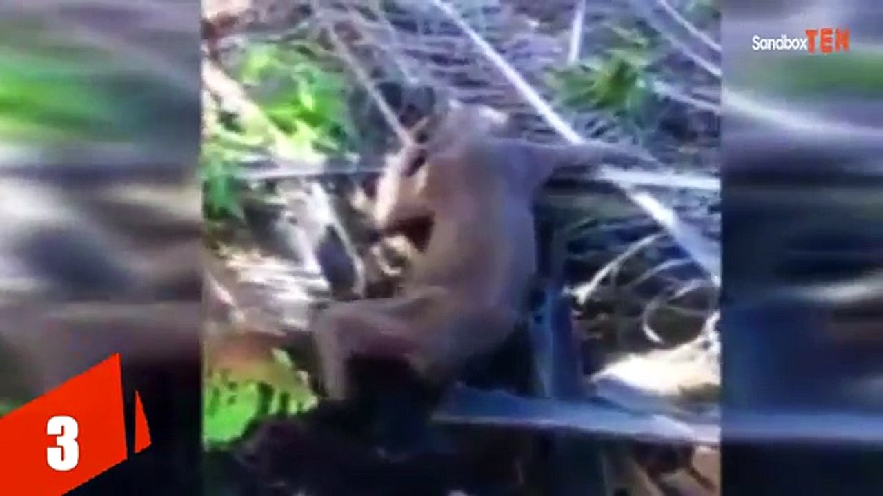 5 Unknown Creatures Caught on Tape