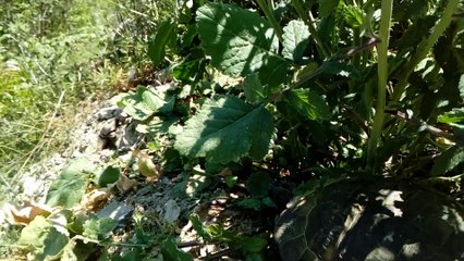 KAPLUMBAĞA'NIN MANZARA KEYFİ