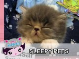 Ultra Kawaii - Zzzz...Sleeping Pets