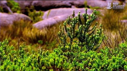 Brazil: Protected Nature (full documentary)