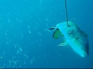 Film chasse sous marine court