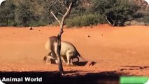 Best Most Amazing Wild Animal Attacks , Lion vs Hyena fight ,Snake and Corodile, Bear, Hippopotamus