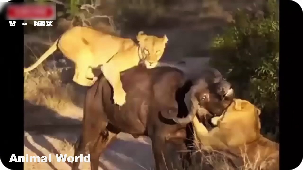 Best Most Amazing Wild Animal Attacks , Terror attack Lion Forest Buffalo