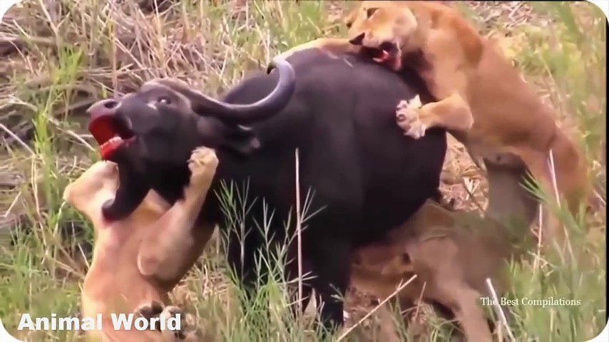 Most Amazing Wild Animal Attacks , Craziest Wild Animal Fights Caught ,  Lion Attacks Buffalo - Technorati