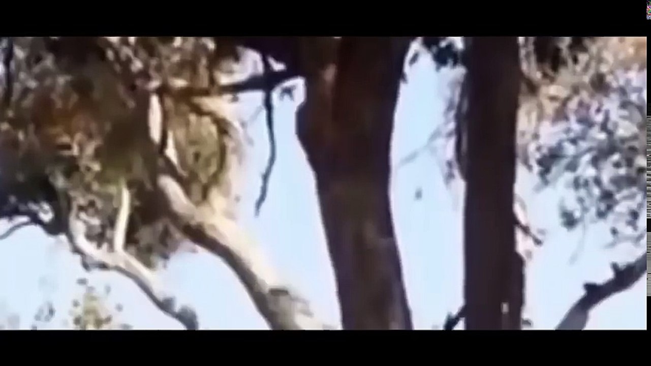 Most Amazing Wild Animal Attacks ,Socking Buffalo Kills Lion, Leopard vs Wild Dogs, Snake,