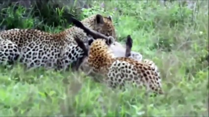 Leopard vs Wild Boar