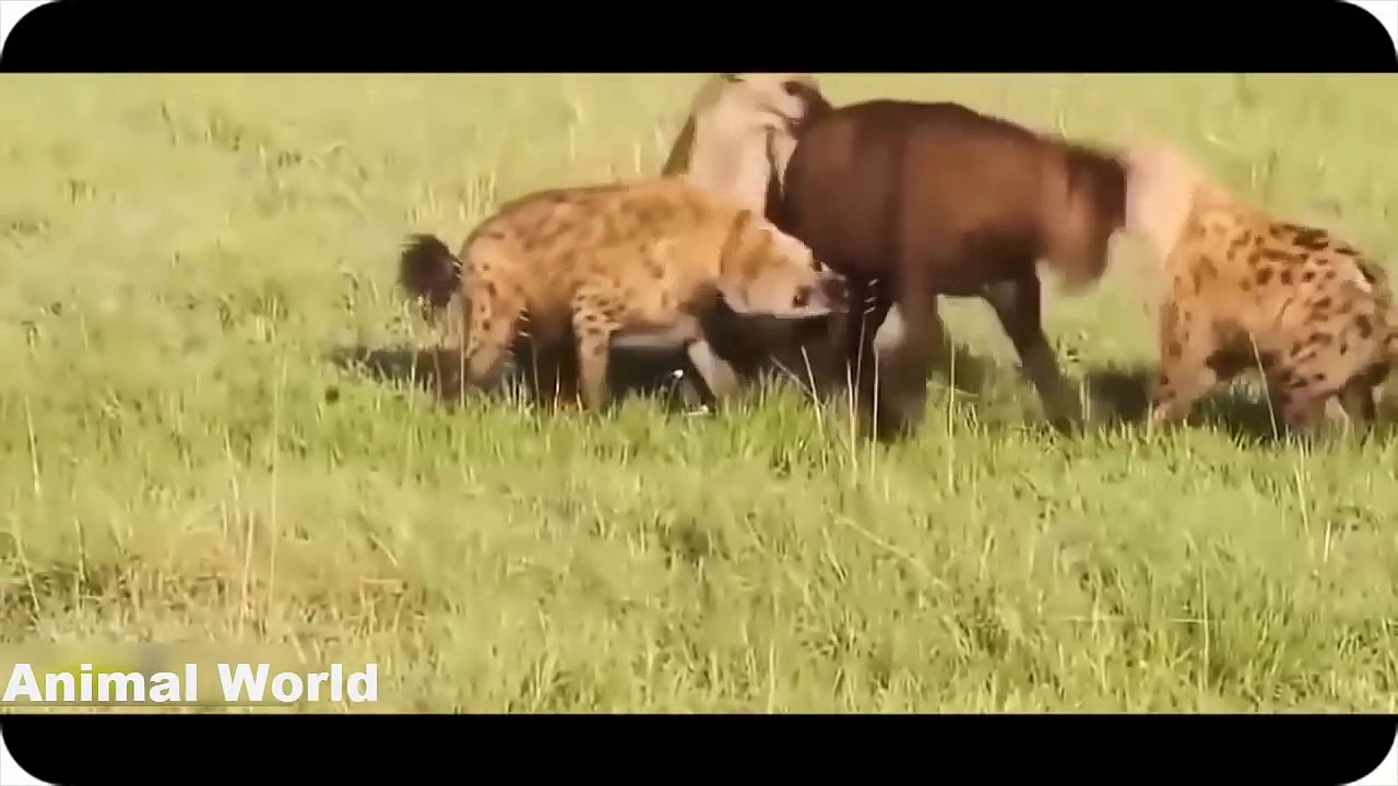 Most Amazing Wild Animal Attacks, Gorilla vs Bear, Lion, Buffalo, Big Baboon, Hyena