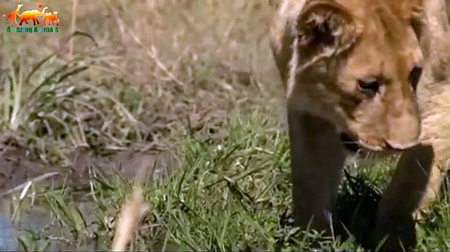 ДИКАЯ БОТСВАНА. Братство львов - Документальный фильм на Amazing Animals TV