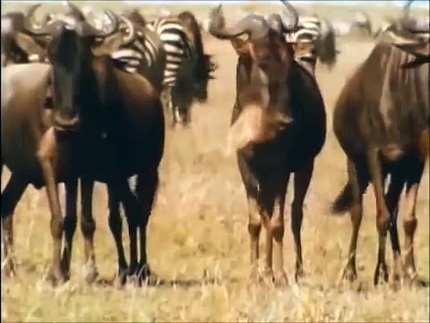 HYENAS: Eating, Mating, Laughing (Full Nature/Wildlife Documentary)