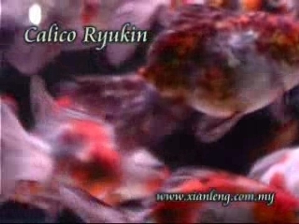 Calico Ryukin