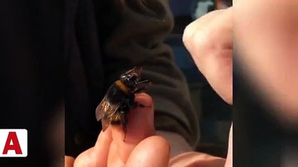 Eşek arısını elleriyle besledi