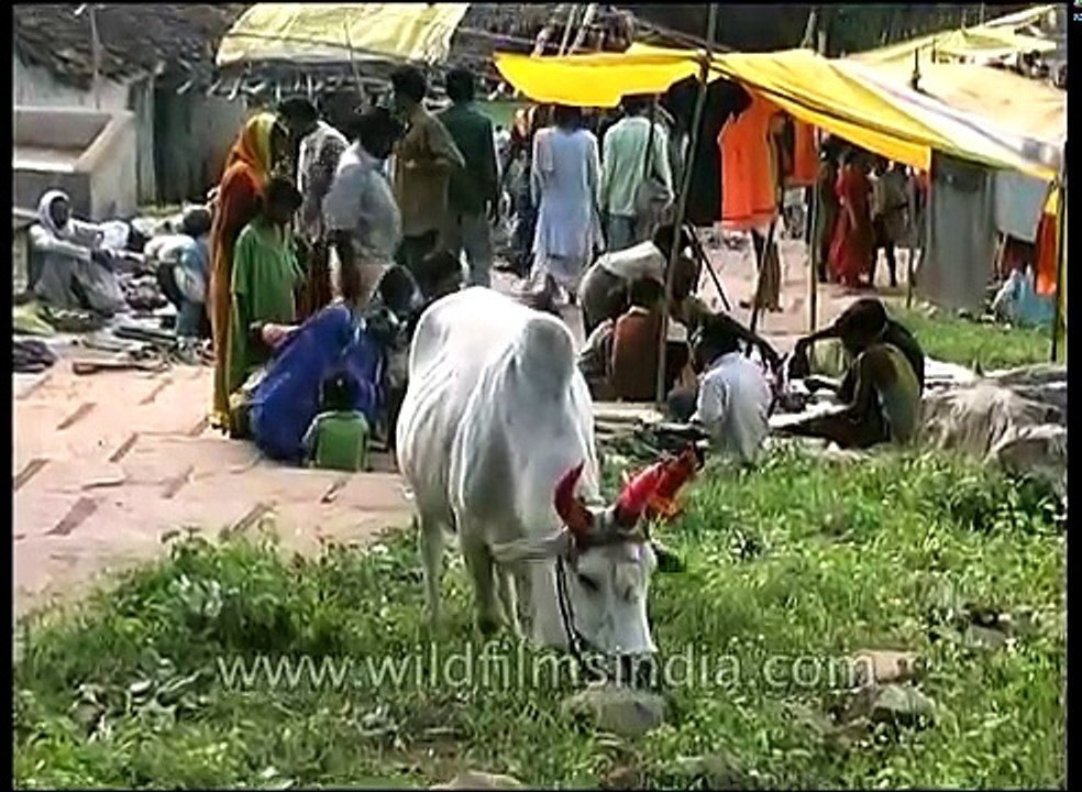Weird three horned cow!