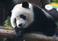 Hilarious Moments of Adorable Pandas Falling From Trees