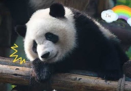 Hilarious Moments of Adorable Pandas Falling From Trees