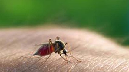 Download Video: Malaria Home Remedies: मलेरिया के लक्ष्ण, कारण, दूर करने के रामबाण नुस्खे | Precautions | Boldsky