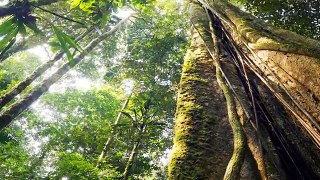Virtual Field Trip - Amazon Rainforest