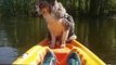 Adorable Dog Falls Asleep While Standing on Kayak